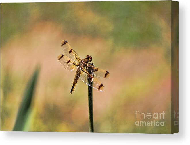 Dragonfly Canvas Print featuring the photograph Dragonfly by Jeff Breiman