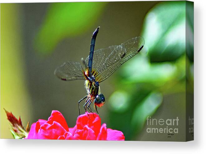 Nature Canvas Print featuring the photograph Dragonfly On Rose by DB Hayes