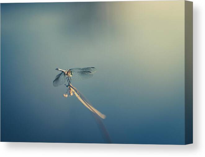 Drangonfly Canvas Print featuring the photograph Dragonlady by Shane Holsclaw