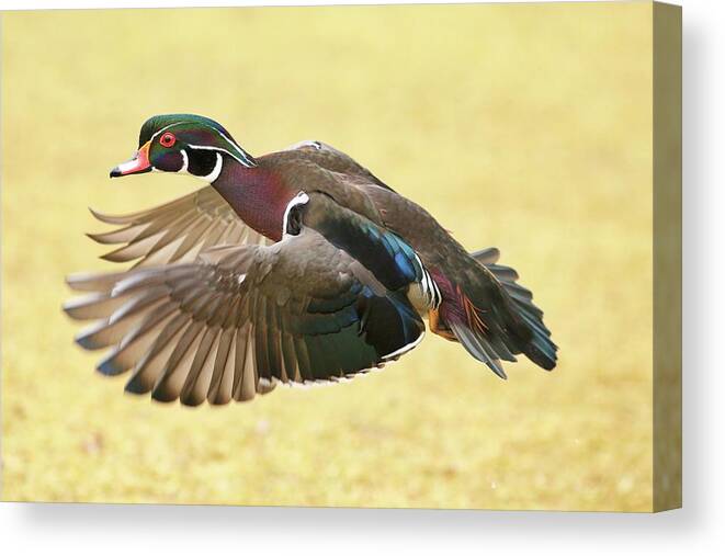 Drake Flying Low Canvas Print featuring the photograph Drake flying low by Lynn Hopwood