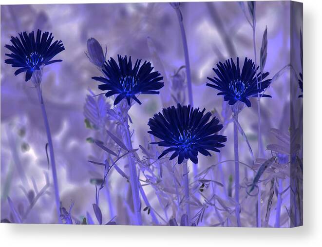 Nature Canvas Print featuring the digital art Dream Fields by Tom Rickborn