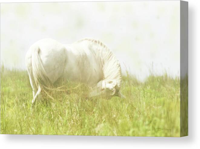 Dream Horse Canvas Print featuring the photograph Dream Horse by Susan Vineyard