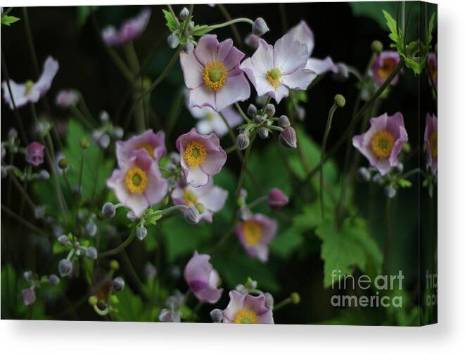 Dreamy Canvas Print featuring the photograph Dreamy Japanese Anemone by Perry Rodriguez