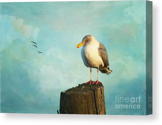 Seagull Canvas Print featuring the photograph Drew by Beve Brown-Clark Photography