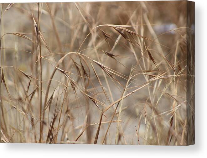 Honey Brown Grass Canvas Print featuring the photograph Dried Wheat Grass in SoCal Sun by Colleen Cornelius