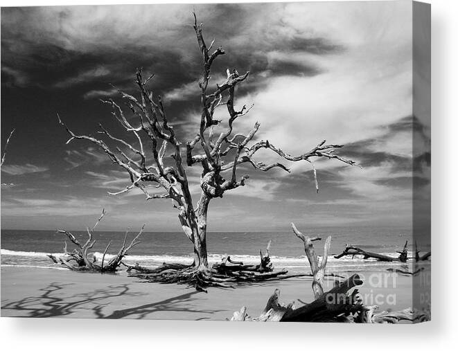 Jekyll Island Canvas Print featuring the photograph Driftin by Phil Cappiali Jr
