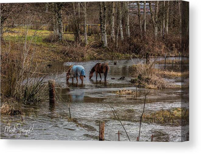 Animals Canvas Print featuring the photograph Drinking Horses by Mark Joseph