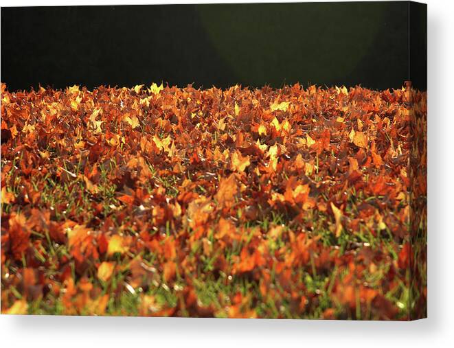 Dry Canvas Print featuring the photograph Dry maple leaves covering the ground by Emanuel Tanjala