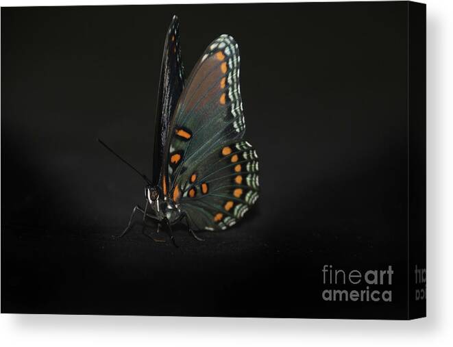 Butterfly Canvas Print featuring the photograph Drying Wings by Judy Hall-Folde