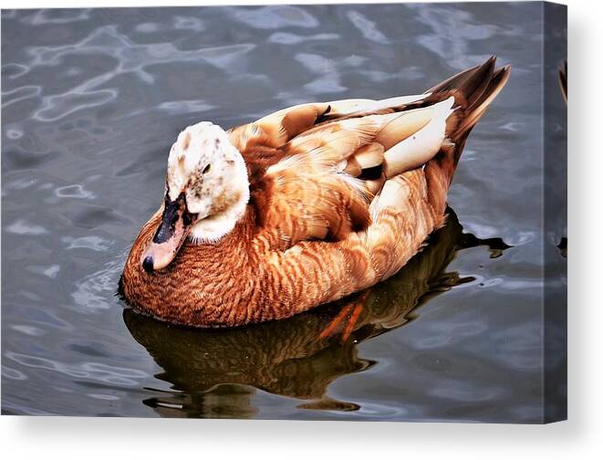 Duck Canvas Print featuring the photograph Duck by Chuck Brown