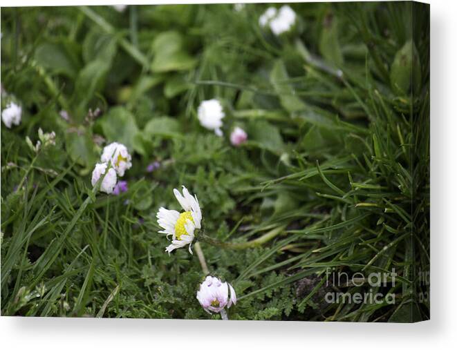 Duck Ecosystem Grasses Canvas Print featuring the photograph Duck Ecosystem Floral 2 by Donna L Munro