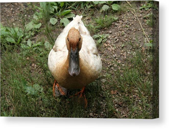 Duck Canvas Print featuring the photograph Duck waiting for a treat by Valerie Collins