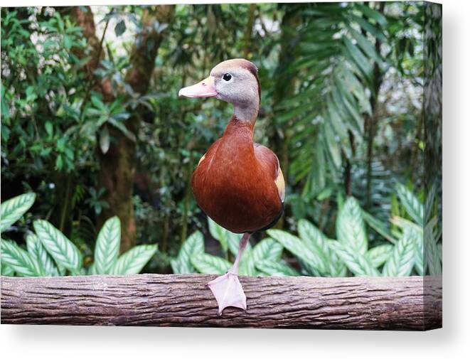 Duck Canvas Print featuring the photograph Duckling by Julia Ivanovna Willhite