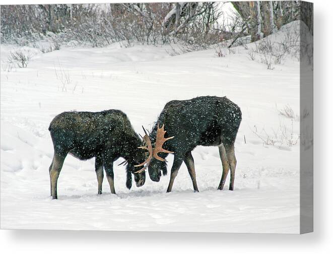 Duel Canvas Print featuring the photograph Dueling Moose by Ted Keller