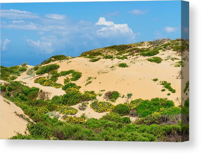 Sand Dune Canvas Print featuring the photograph Dune Flowers by Derek Dean