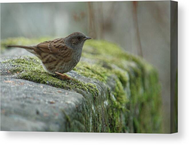 Bird Canvas Print featuring the photograph Dunnock On Mossy Stone Wall by Adrian Wale