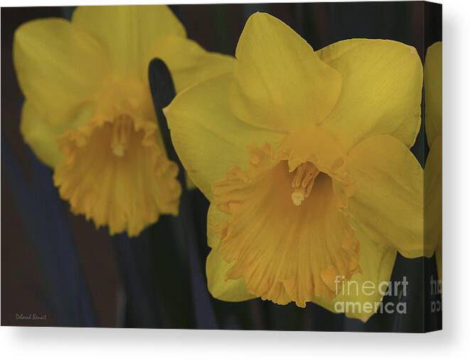 Daffodils Canvas Print featuring the photograph Duo In Daffodils by Deborah Benoit