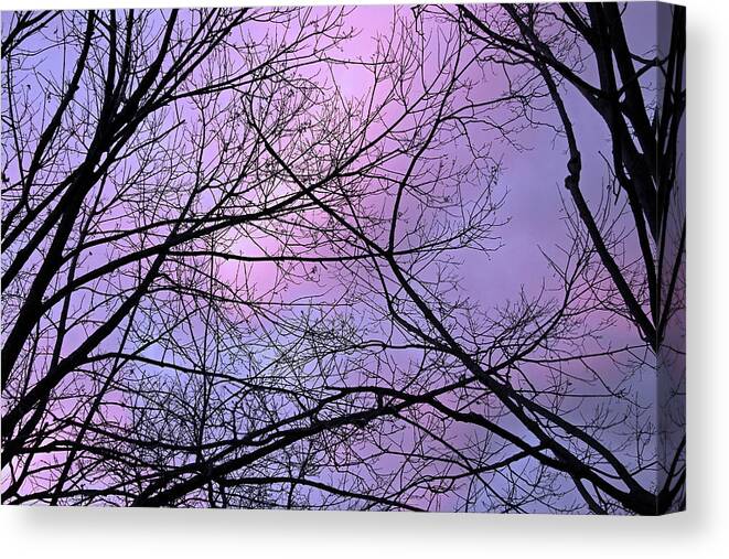 Dusk Canvas Print featuring the photograph Colorful Sky Caught In Tree Web by Cora Wandel