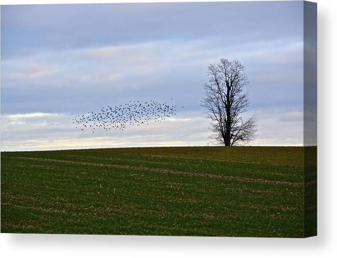 Farmland Canvas Print featuring the photograph Dusk Tree and Birds by Tana Reiff