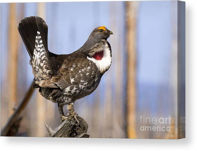 Dusky Grouse Canvas Print featuring the photograph Dusky by Aaron Whittemore