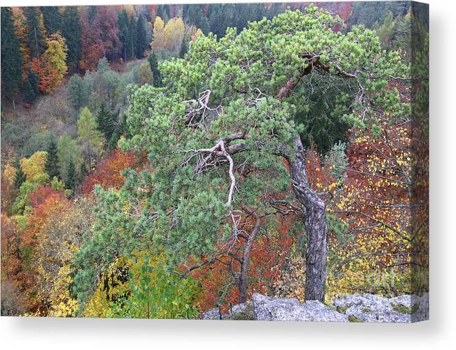 Pine Canvas Print featuring the photograph Dwarf pine trees over the autumn forest by Michal Boubin