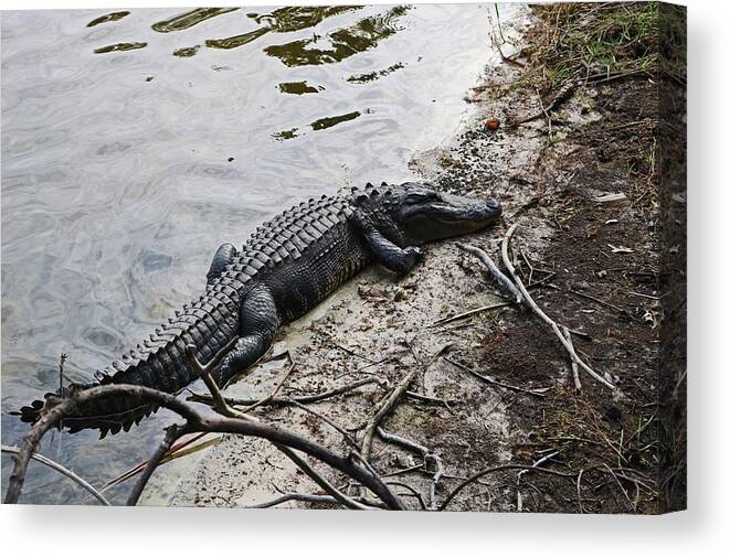 Alligator Canvas Print featuring the photograph Eager Gator by Michiale Schneider