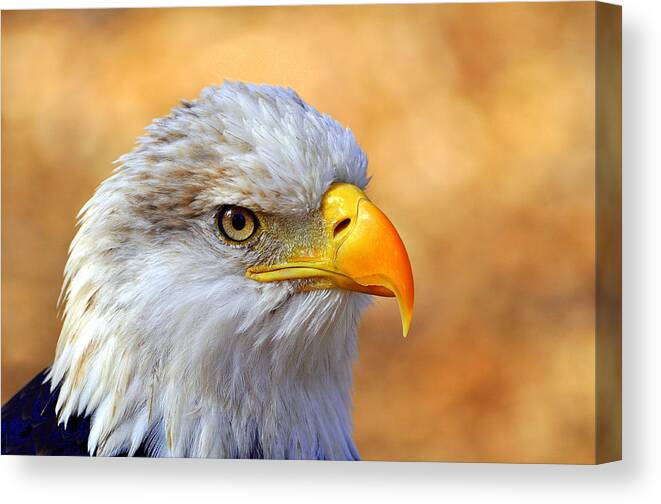 Eagle Canvas Print featuring the photograph Eagle 7 by Marty Koch