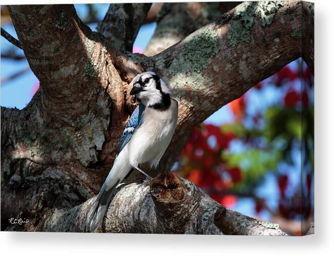 Florida Canvas Print featuring the photograph Eagle Lakes Park - Northern Blue Jay at Rest by Ronald Reid