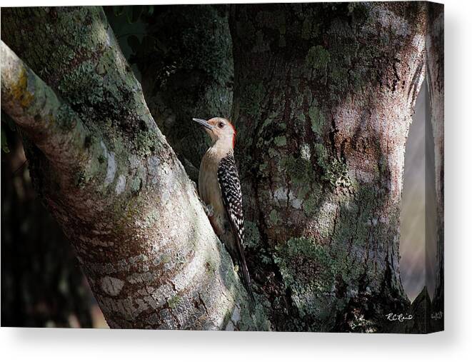  Canvas Print featuring the photograph Eagle Lakes Park - Red-Bellied Woodpecker in the Shadows by Ronald Reid