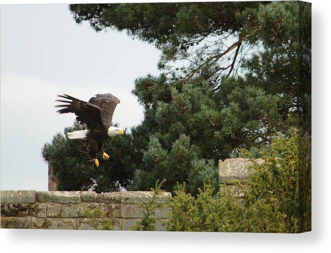 Bird Canvas Print featuring the photograph Eagle Landing by Adrian Wale