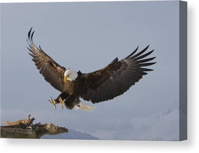 Eagle Canvas Print featuring the photograph Eagle Landing by Mark Miller