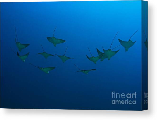 Aetobatus Canvas Print featuring the photograph Eagle Rays in Ocean by Dave Fleetham - Printscapes