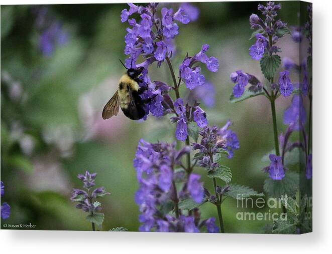 Flower Canvas Print featuring the photograph Early Harvest by Susan Herber