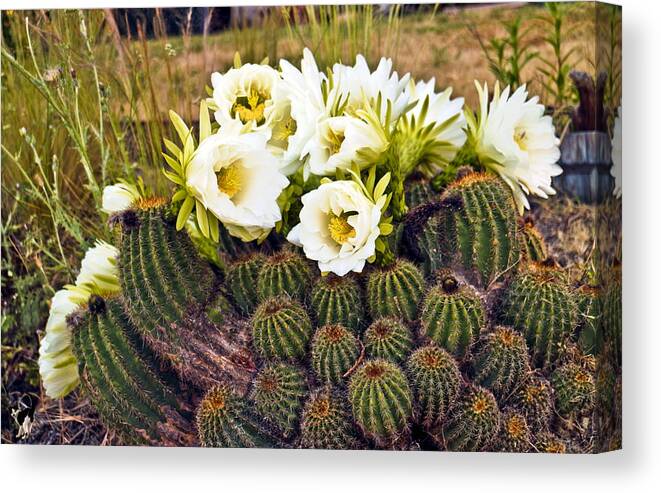 Barrel-cacti Canvas Print featuring the photograph Early Morning Barrel Cactus Blossoms by Joyce Dickens