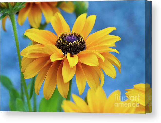 Flower Canvas Print featuring the photograph Early Morning Delight by Randy Wood