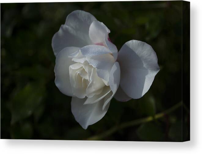  Canvas Print featuring the photograph Early morning rose by Dan Hefle