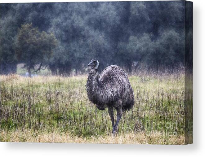 Emu. Emus Canvas Print featuring the photograph Early Morning Stroll by Douglas Barnard