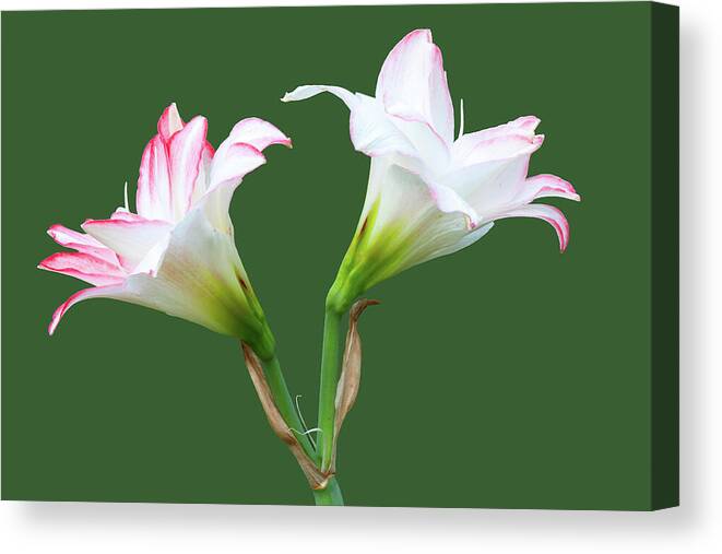 Spring Lilies Canvas Print featuring the photograph Easter Lilies by Ram Vasudev