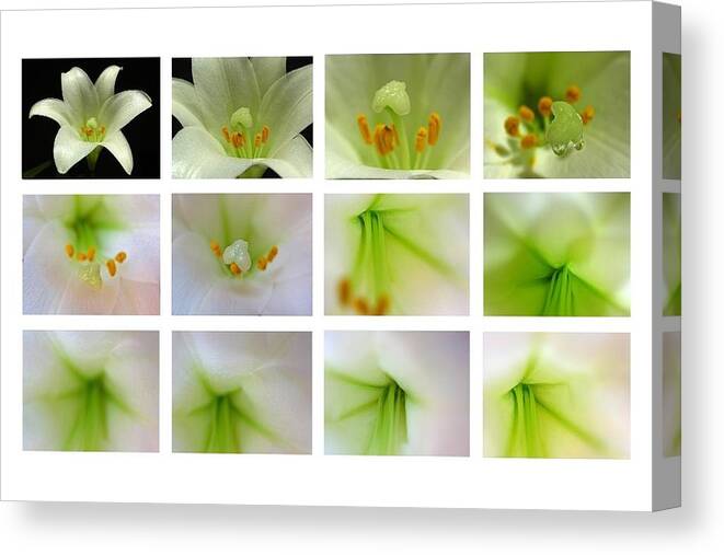 Lily Canvas Print featuring the photograph Easter Lily Greetings by Juergen Roth