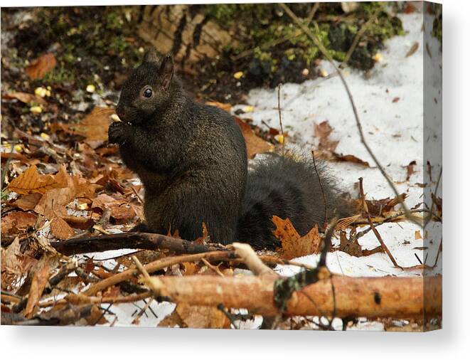 Gray Canvas Print featuring the photograph Eastern Gray Squirrel Black Morph by Michael Peychich