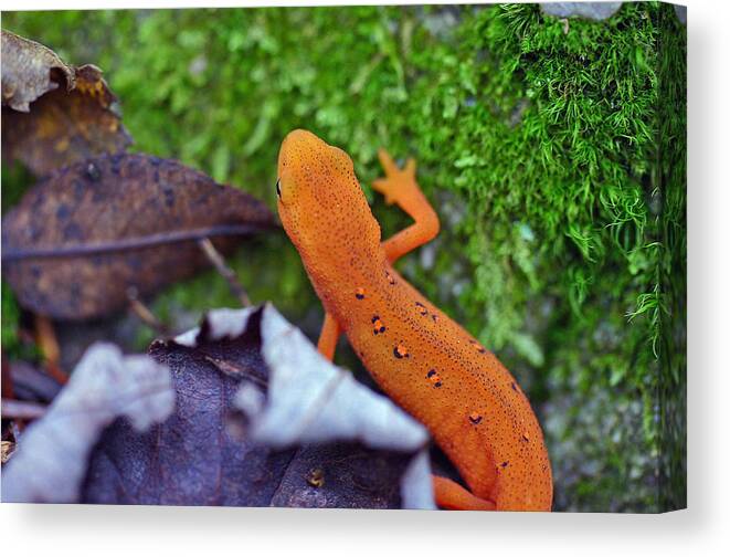 Eastern Newt Canvas Print featuring the photograph Eastern Newt by David Rucker