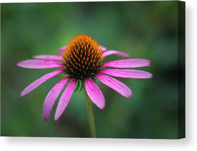 Canon T3i Canvas Print featuring the photograph Eastern Purple Coneflower by Ben Shields
