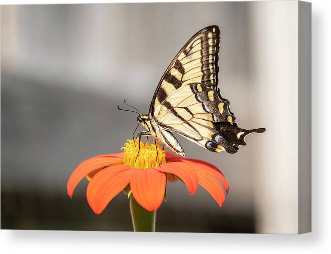Eastern Tiger Swallowtail Canvas Print featuring the photograph Eastern Tiger Swallowtail 2018-1 by Thomas Young