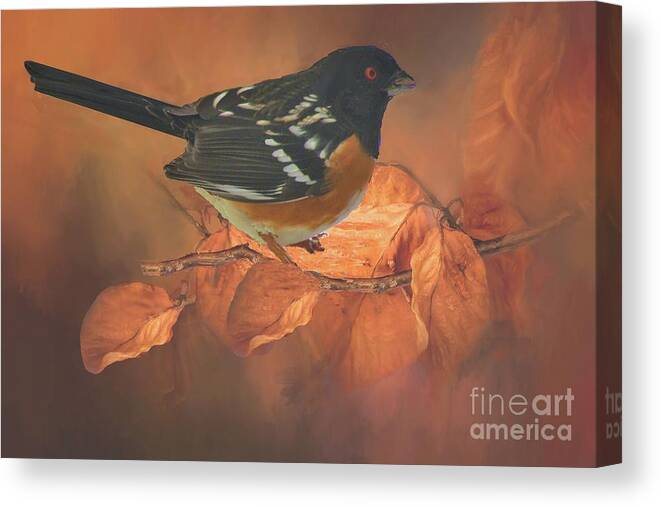 Spotted Towhee Canvas Print featuring the photograph Spotted Towhee in Autumn by Janette Boyd