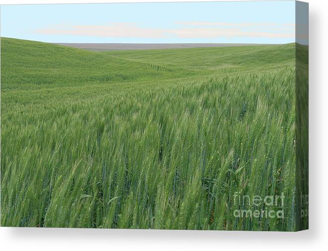 Wheat Canvas Print featuring the photograph Eastern WA Wheatfields by Rich Collins