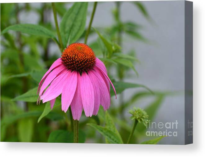 Echinacea 16-01 Canvas Print featuring the photograph Echinacea 16-01 by Maria Urso