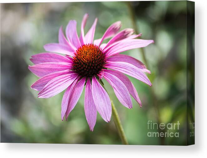 Echinacea Canvas Print featuring the photograph Echinacea by Hannes Cmarits