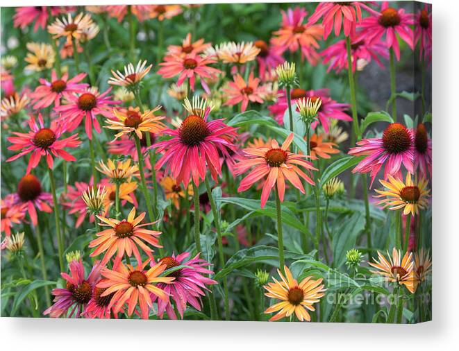 Echinacea Hot Summer Canvas Print featuring the photograph Echinacea Hot Summer by Tim Gainey