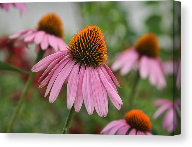  Canvas Print featuring the photograph Echinacea Purpurea by Patricia Montgomery
