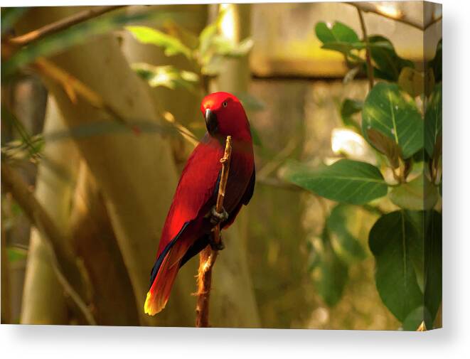 Eclectus Parrot Canvas Print featuring the digital art Eclectus Parrot Digital Oil Painting by Flees Photos
